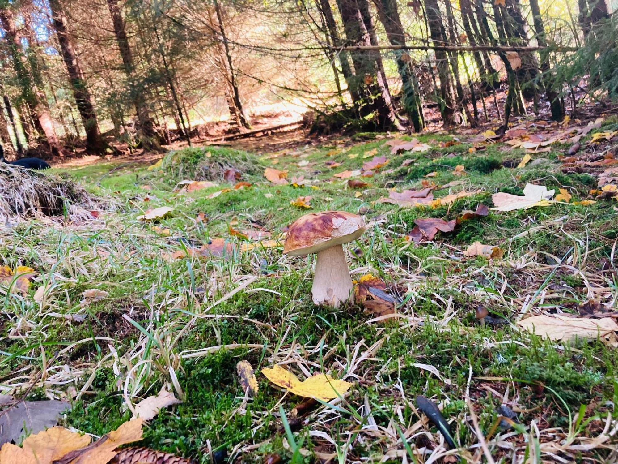 Le Perchoir Du Grand Valtin - Gite 5 Personnes - Altitude 830 Ban-sur-Meurthe-Clefcy Bagian luar foto