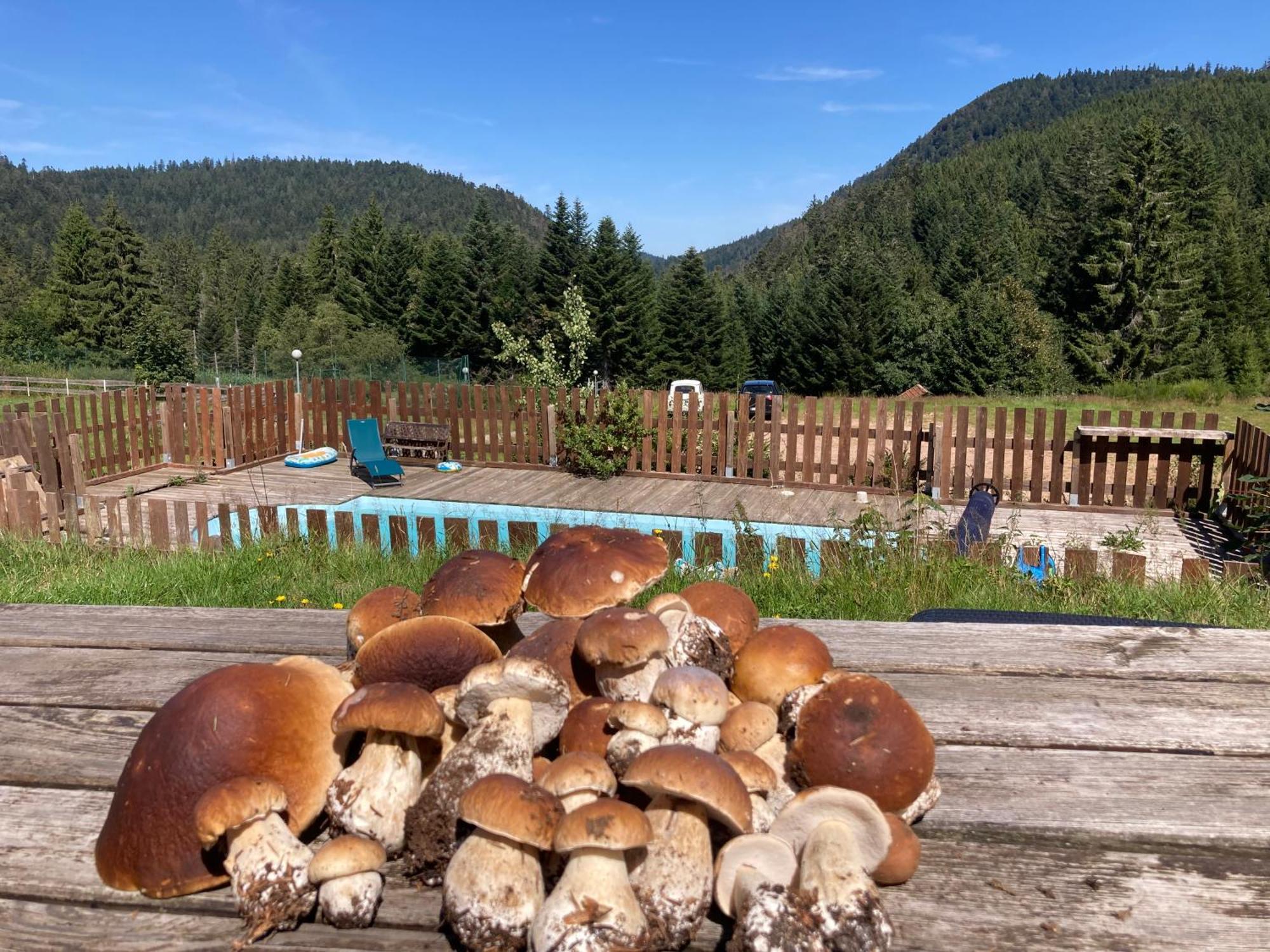 Le Perchoir Du Grand Valtin - Gite 5 Personnes - Altitude 830 Ban-sur-Meurthe-Clefcy Bagian luar foto