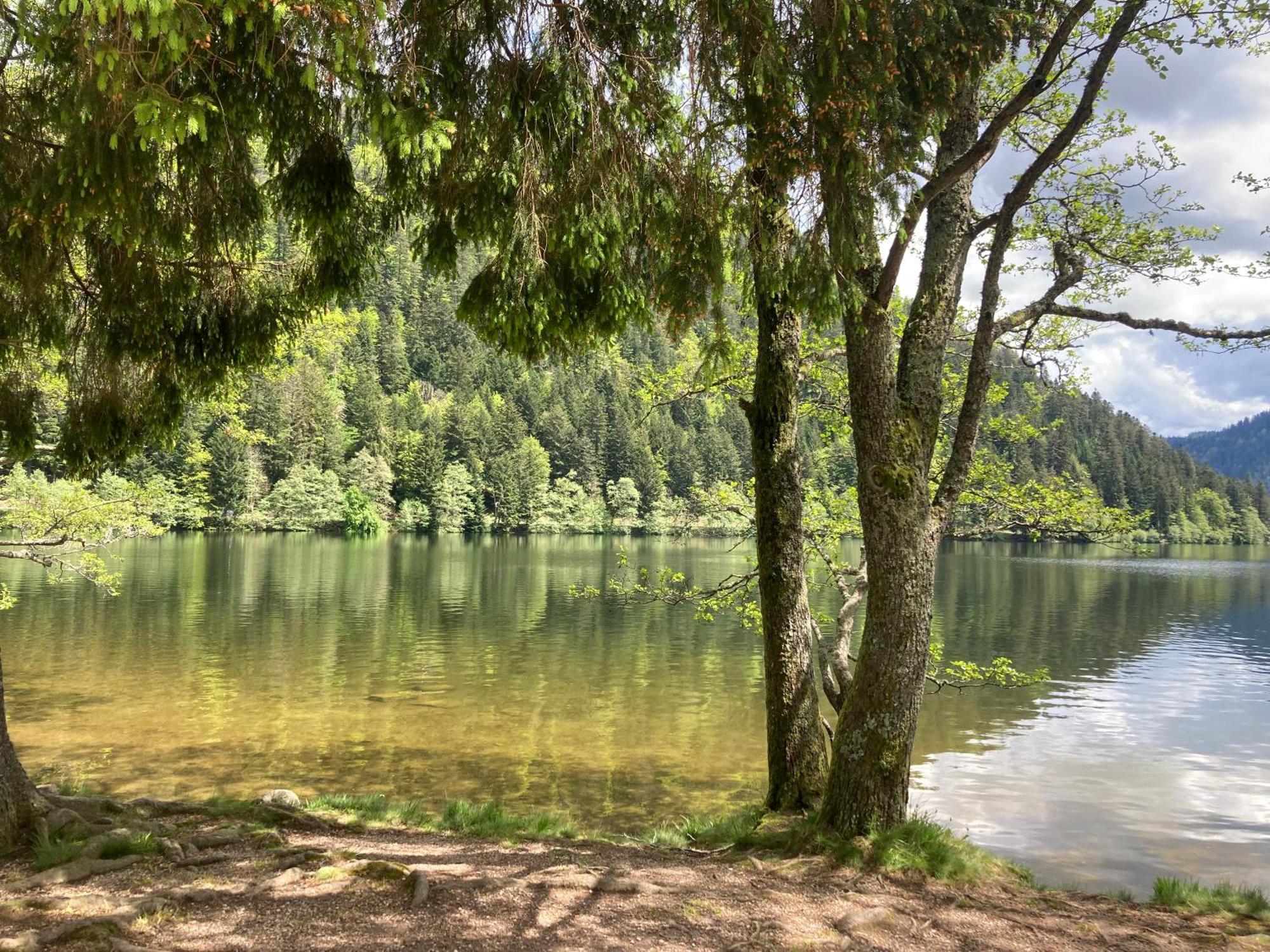 Le Perchoir Du Grand Valtin - Gite 5 Personnes - Altitude 830 Ban-sur-Meurthe-Clefcy Bagian luar foto